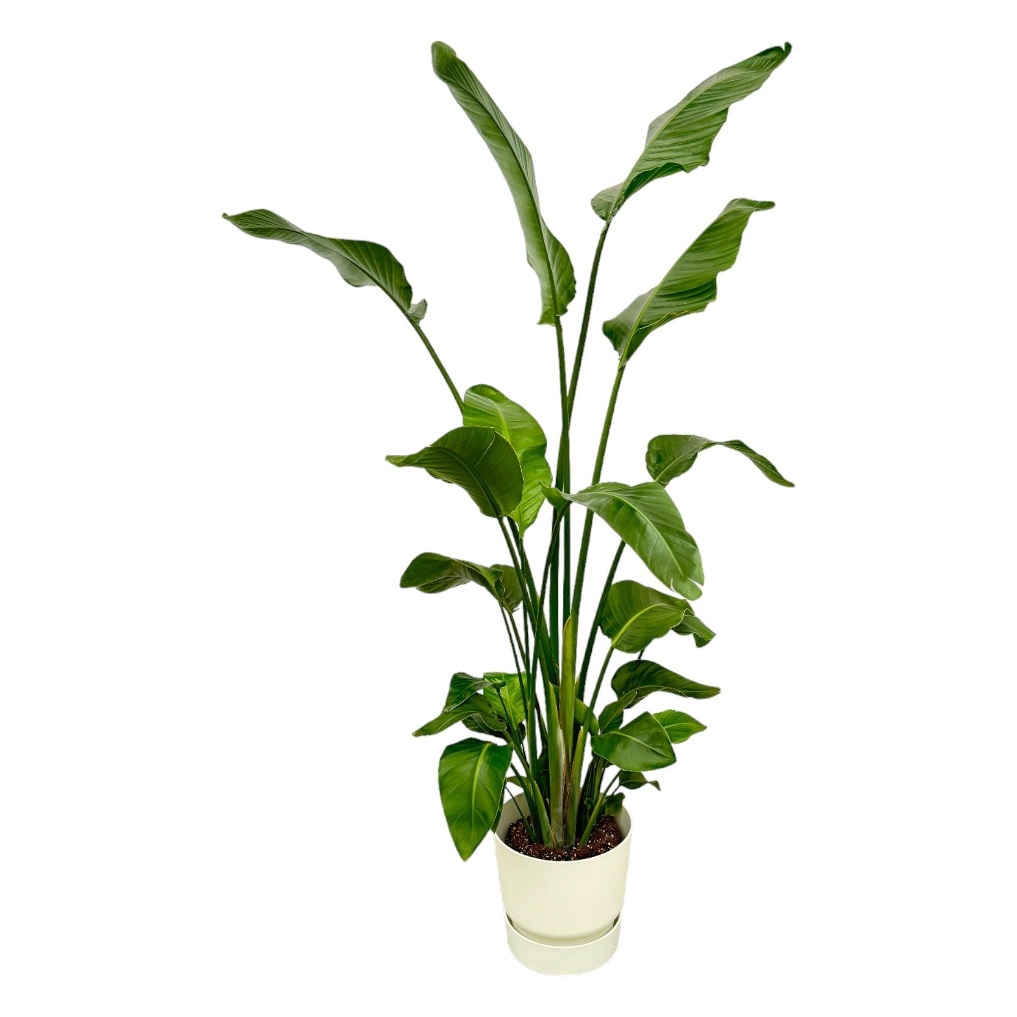 Strelitzia Nicolai inclusief elho Greenville Round zwart - 180 cm-Planten-Planten Magie