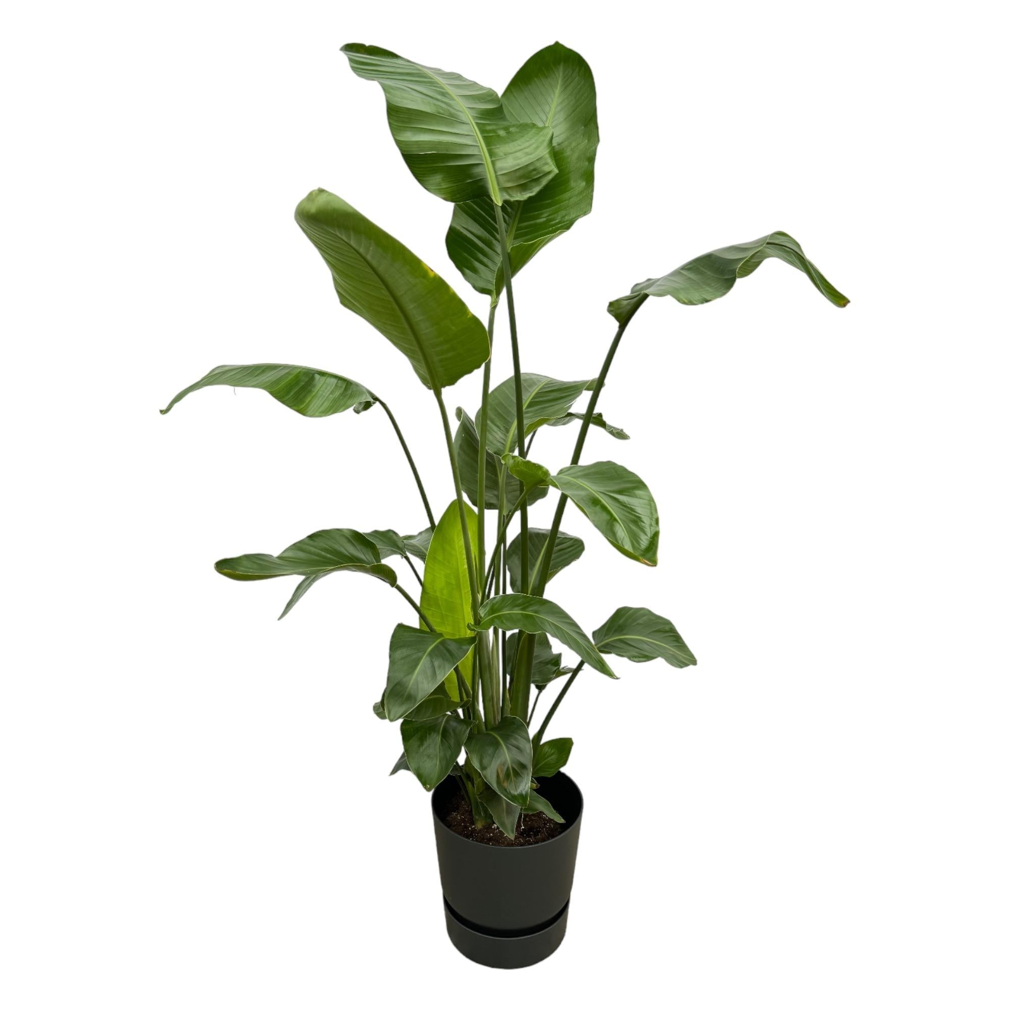 Strelitzia Nicolai inclusief elho Greenville Round zwart - 180 cm-Planten-Planten Magie