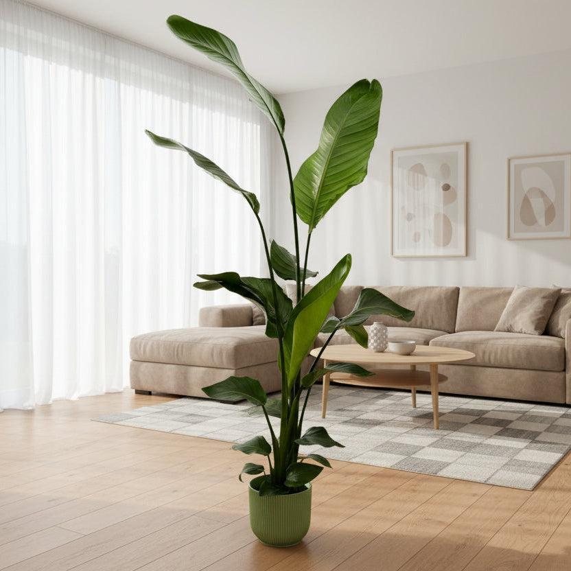 strelitzia nicolai 160 cm Strelitzia Nicolai – 160 cm – met roze elho Vibes Fold Round pot – Planten  Magie