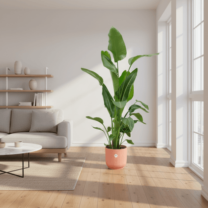 Strelitzia Nicolai inklusive elho Vibes Fold Round pink - 160cm