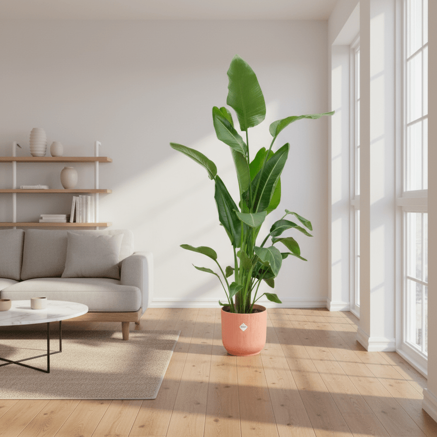 Strelitzia Nicolai inclusief elho Vibes Fold Round roze - 160cm