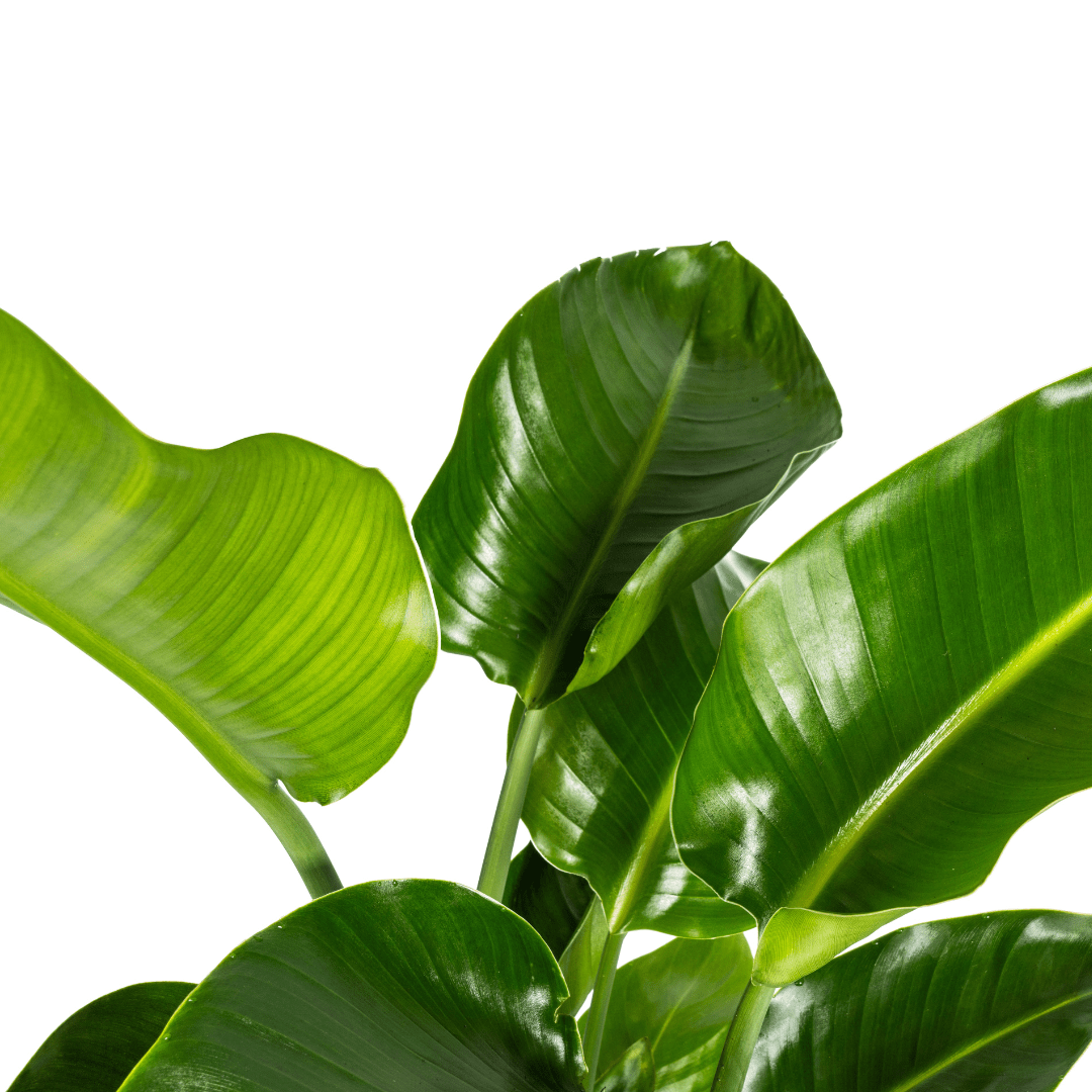Strelitzia Nicolai – indrukwekkende paradijsvogelplant met grote, tropische bladeren-Planten-Planten Magie