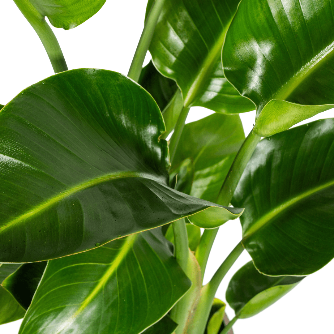 Strelitzia Nicolai – indrukwekkende paradijsvogelplant met grote, tropische bladeren-Planten-Planten Magie