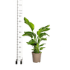 Strelitzia Nicolai – indrukwekkende paradijsvogelplant met grote, tropische bladeren-Planten-Planten Magie