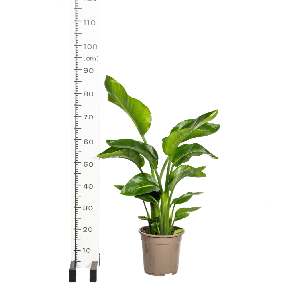 Strelitzia Nicolai – indrukwekkende paradijsvogelplant met grote, tropische bladeren-Planten-Planten Magie