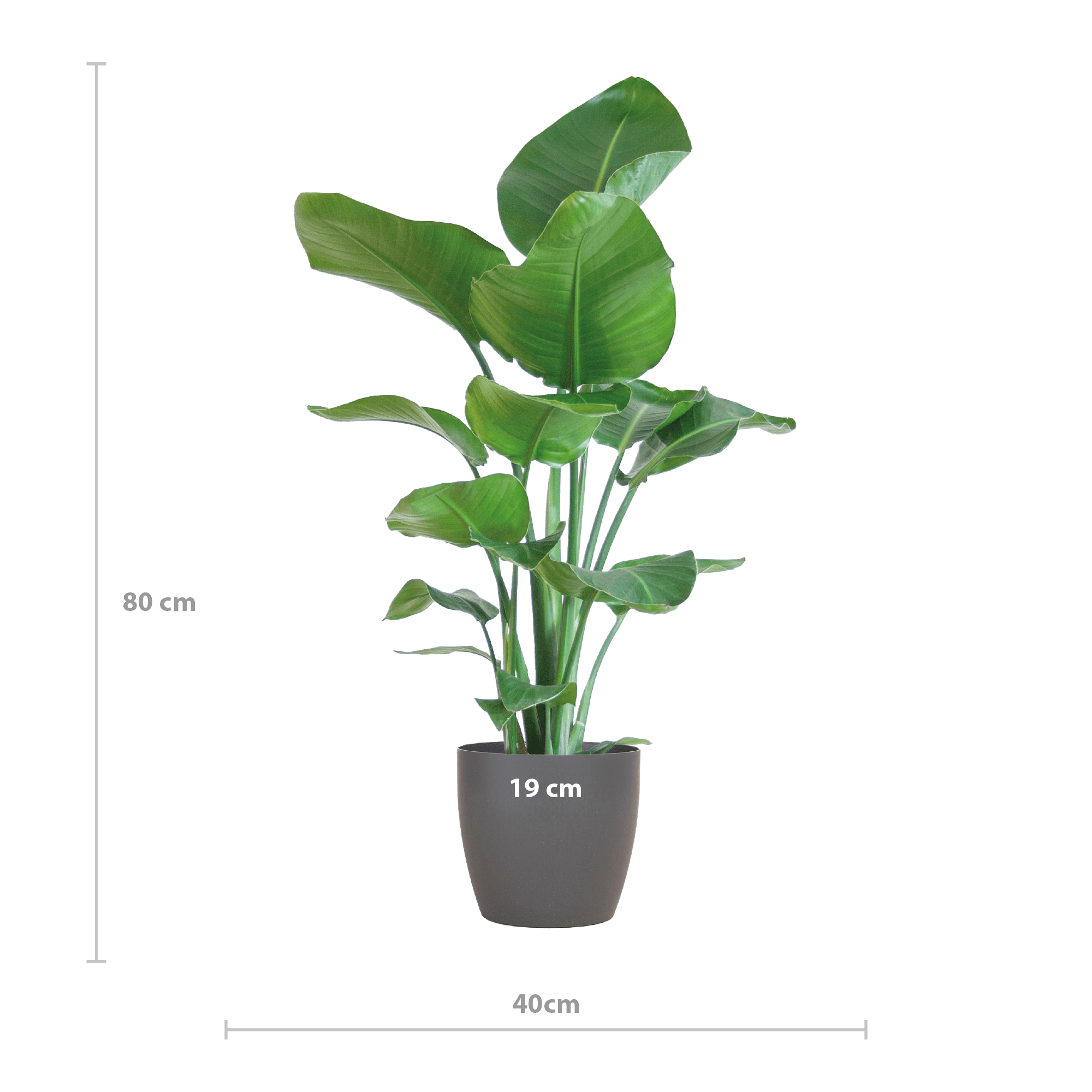 Strelitzia Nicolai met Viber pot grijs - 80cm-Planten-Planten Magie