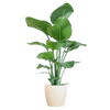 Strelitzia Nicolai met Viber pot grijs - 80cm-Planten-Planten Magie