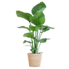Strelitzia Nicolai met Viber pot grijs - 80cm-Planten-Planten Magie