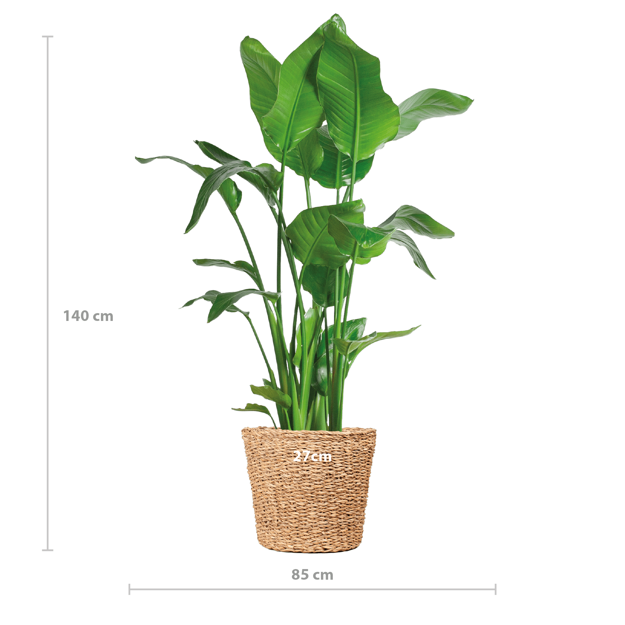 Strelitzia Nicolai XL met Torun mand - 140cm-Planten-Planten Magie