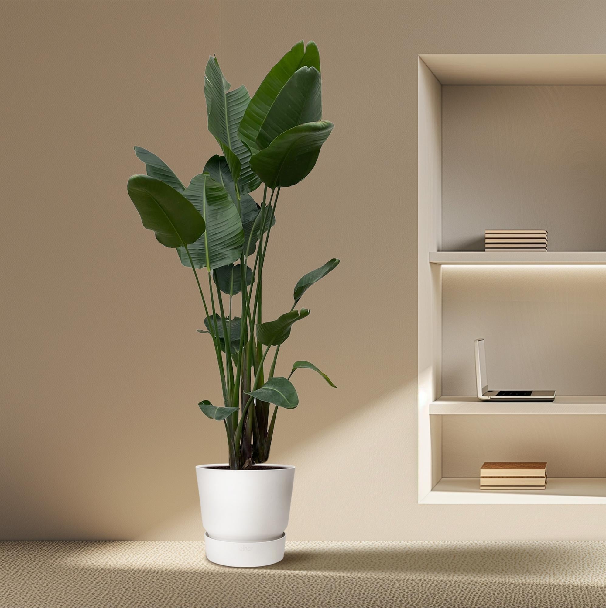 Strelitzia Nicolai XXL - 250 cm - ø50-Planten-Planten Magie