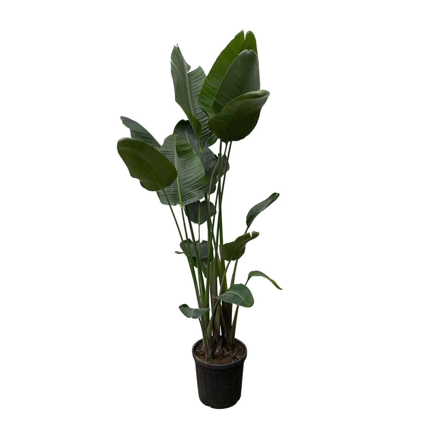 Strelitzia Nicolai XXL - 250 cm - ø50-Planten-Planten Magie
