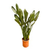 Strelitzia Reginae XXL - 200cm - ø50 - Plant - plantenmagie