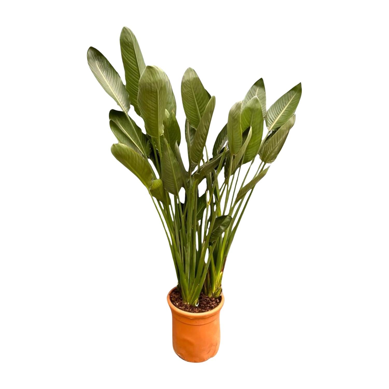 Strelitzia Reginae XXL - 200cm - ø50 - Plant - plantenmagie