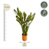 Strelitzia Reginae XXL - 200cm - ø50 - Plant - plantenmagie