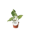 Syngonium Mottled – speelse tropische kamerplant-Planten-Planten Magie