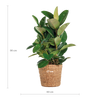 rubberplant-ficus-robusta-grote-kamerplant-met-mand