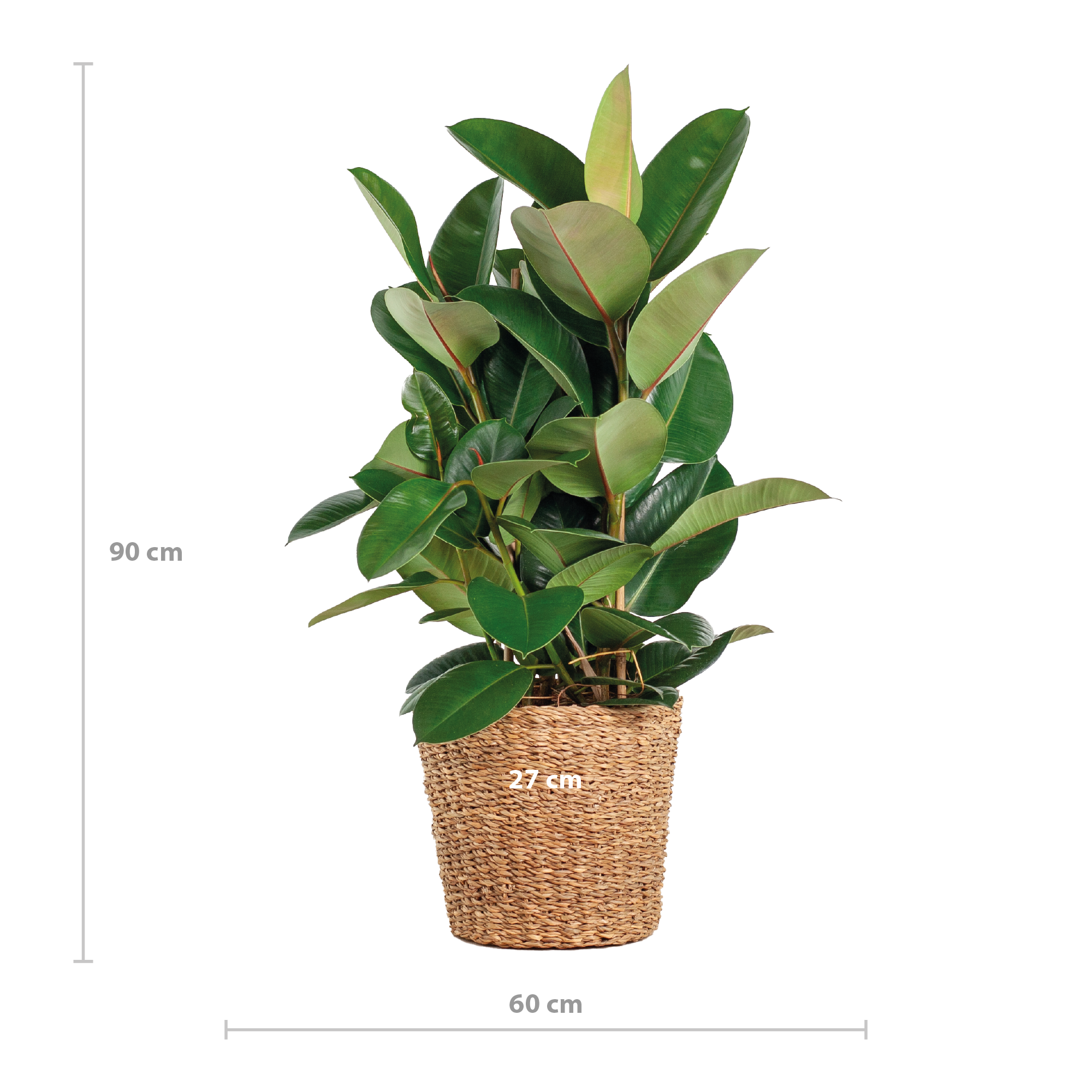 rubberplant-ficus-robusta-grote-kamerplant-met-mand