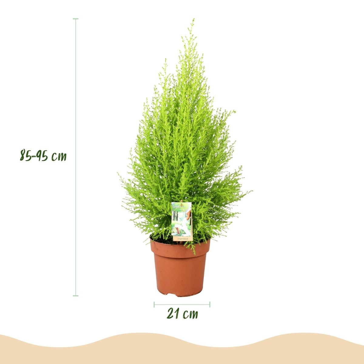 Cupressus Gold Crest ‘Wilma’ met grijze pot – 85–95 cm - Plant - plantenmagie