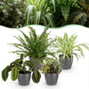 Chlorophytum – Maranta – Calissia – Nephrolepsis mix (4 stuks) 25 cm met grijze pot - Plant - plantenmagie