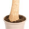 Beaucarnea Recurvata Stam met mand Ø24cm - ↕80 - 100cm-Plant-plantenmagie