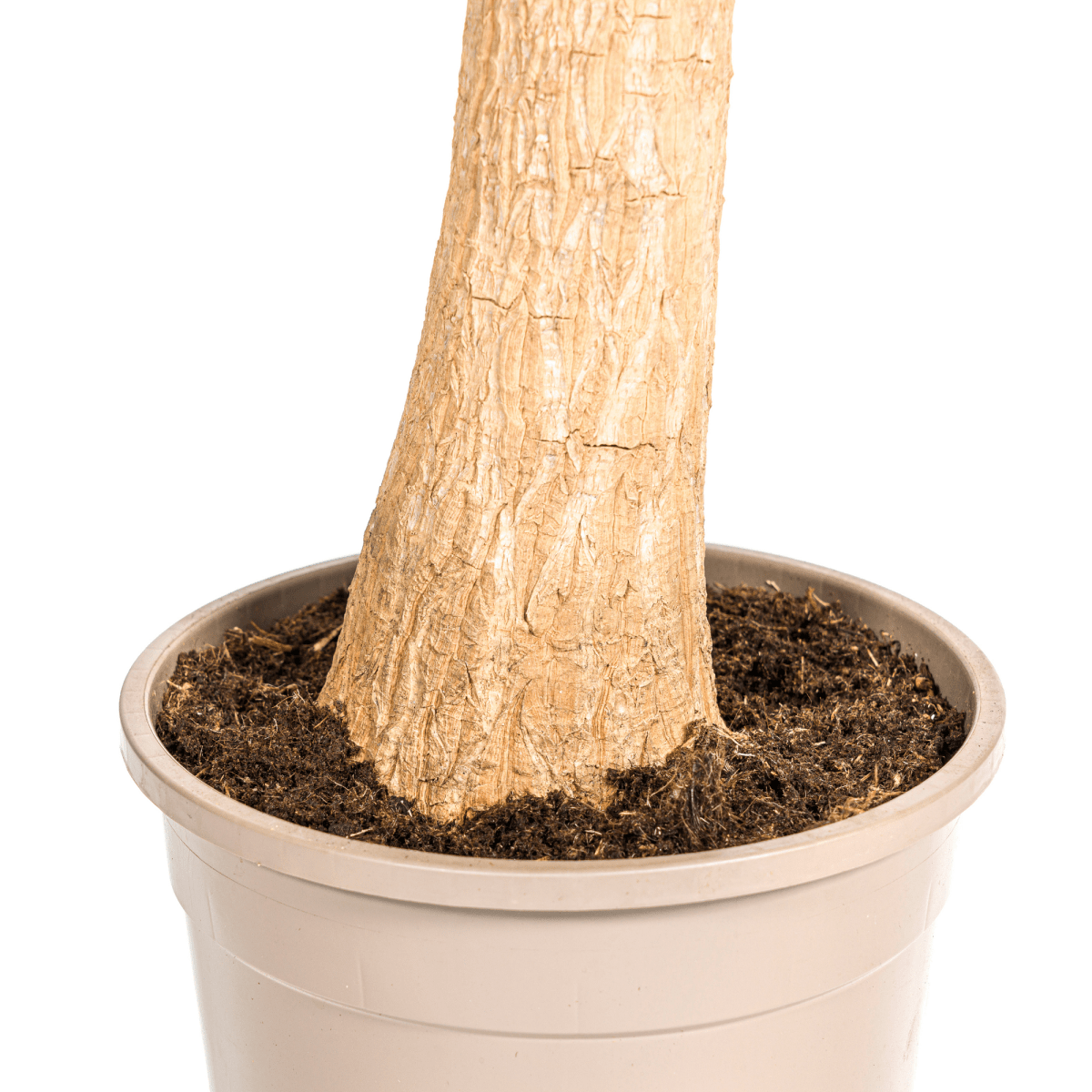 Beaucarnea Recurvata Stam met mand Ø24cm - ↕80 - 100cm-Plant-plantenmagie