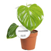 Diepgroene bladeren Philodendron Pittieri close-up