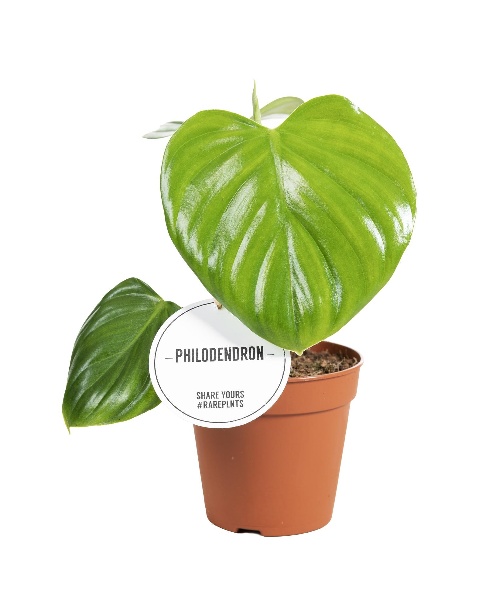 Diepgroene bladeren Philodendron Pittieri close-up