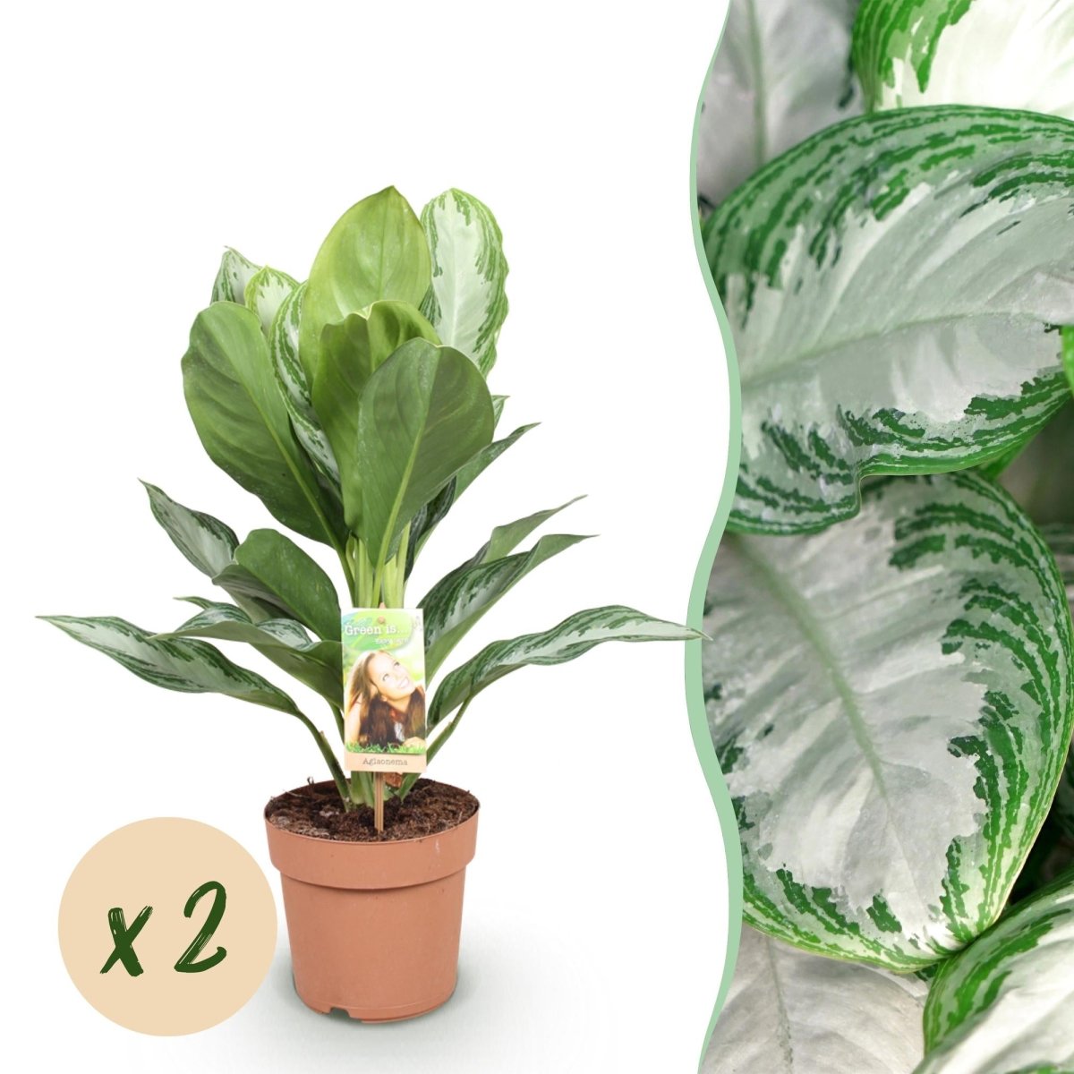 Aglaonema Silver Bay zilverblad (2 stuks) 70–75 cm pot Ø17 cm - Plant - plantenmagie