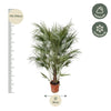 Chamaerops Humilis struik - 170cm- Ø30-Plant-plantenmagie