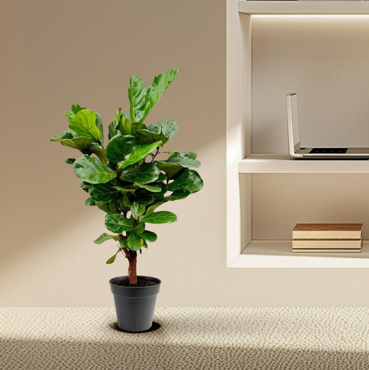 Ficus Lyrata vertakt - 130cm - ø 27cm - Plant - plantenmagie