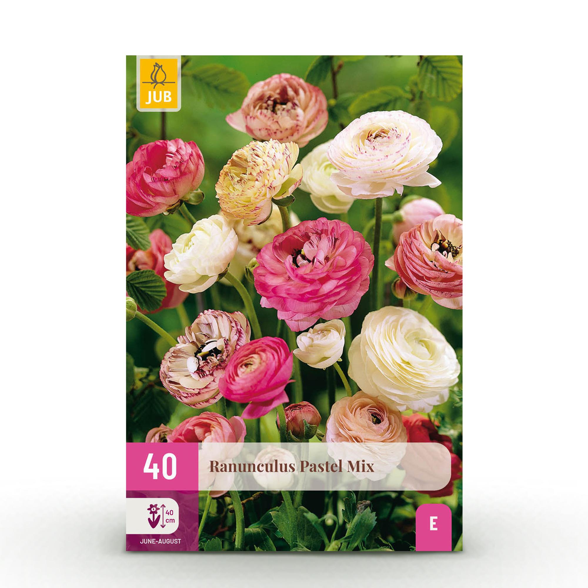 ranunculus pastel mix bloembollen in volle bloei in tuinborder