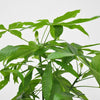 Pachira Aquatica - 120cm - ø 21 - 24cm - Plant - plantenmagie