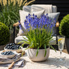 boshyacint-hyacinthoides-non-scripta-border-tuin