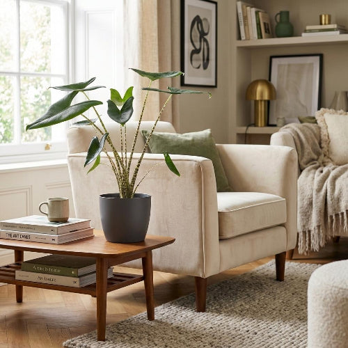 Alocasia Zebrina olifantsoor 70–75 cm met grijze of witte pot - Plant - plantenmagie