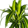 Dracaena Deremensis Hawaiian Sunshine – 150 cm-Plant-plantenmagie