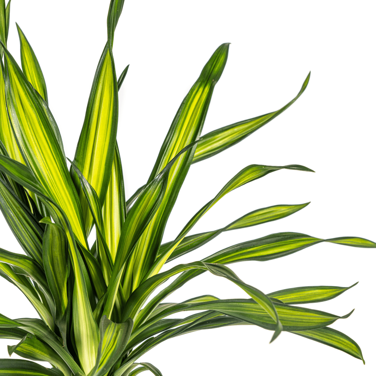 Dracaena Rikki 70–90 cm Ø19 cm - Plant - plantenmagie