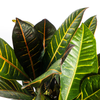 Codiaeum Croton Petra 60–80 cm met mand Ø21 cm - Plant - plantenmagie