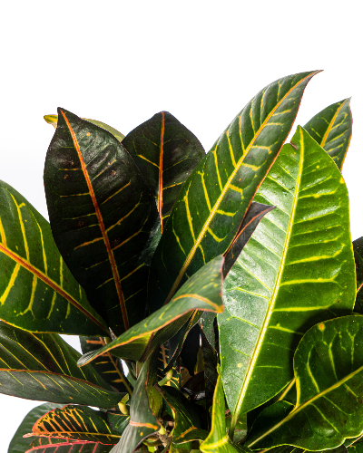 Codiaeum Croton Petra 60–80 cm met mand Ø21 cm - Plant - plantenmagie