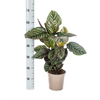 Calathea Ornata Sanderiana in slaapkameromgeving met natuurlijke uitstraling