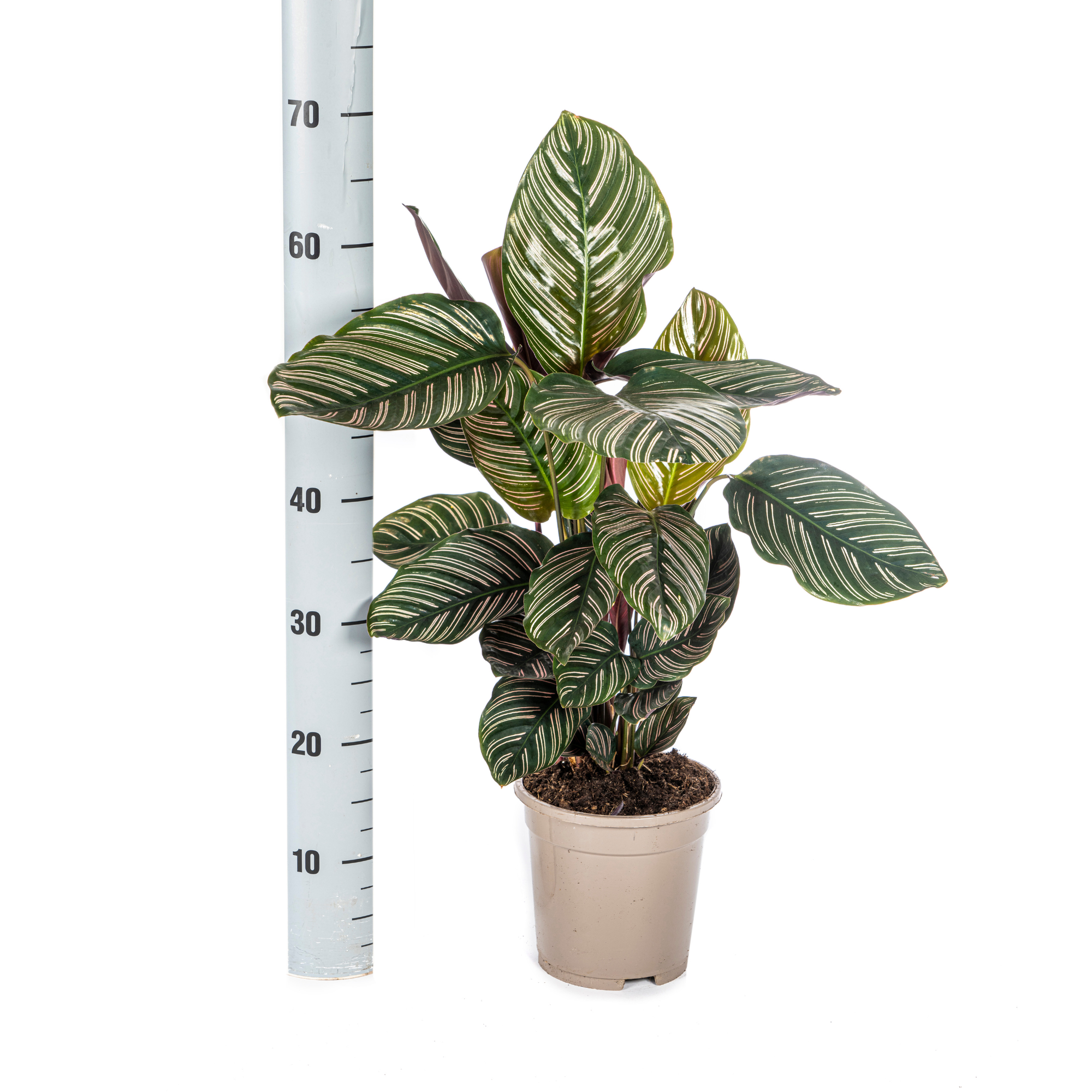 Calathea Ornata Sanderiana in slaapkameromgeving met natuurlijke uitstraling