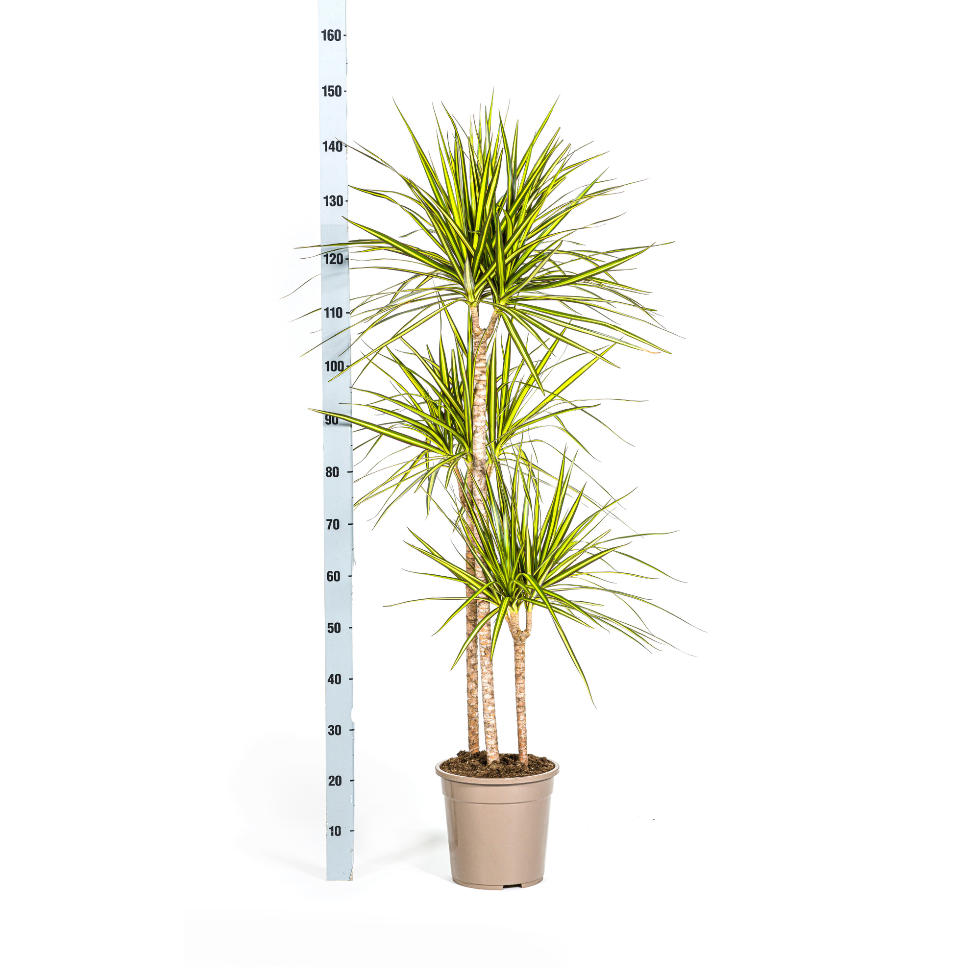 Verpakking Dracaena Marginata Sunray veilig verzonden door Planten Magie