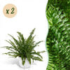 Nephrolepsis Green Lady varen – 2x met witte pot 12 cm | Planten Magie - Plant - plantenmagie