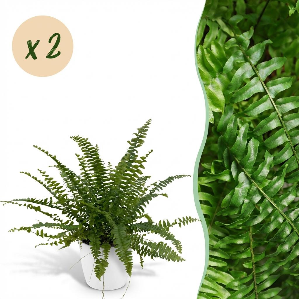 Nephrolepsis Green Lady varen – 2x met witte pot 12 cm | Planten Magie - Plant - plantenmagie