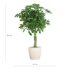 Vingerplant Schefflera Nora in duurzame bioplastic pot Ø21
