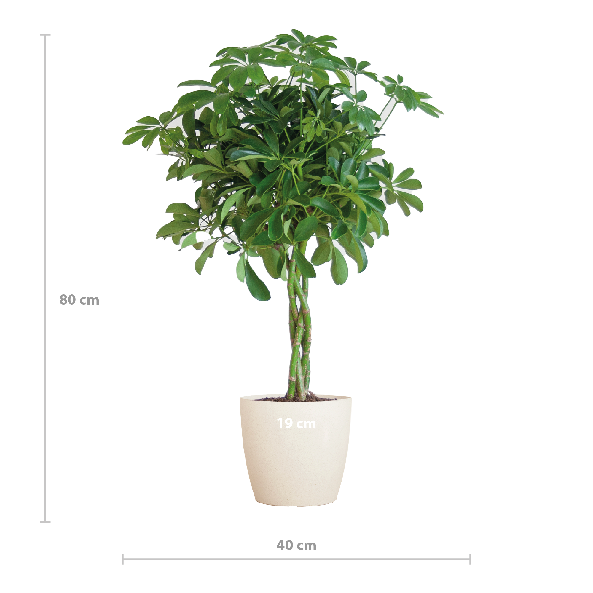 Vingerplant Schefflera Nora in duurzame bioplastic pot Ø21