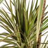 dracaena-marginata-bicolor-bladeren-groen-creme-rood-detail