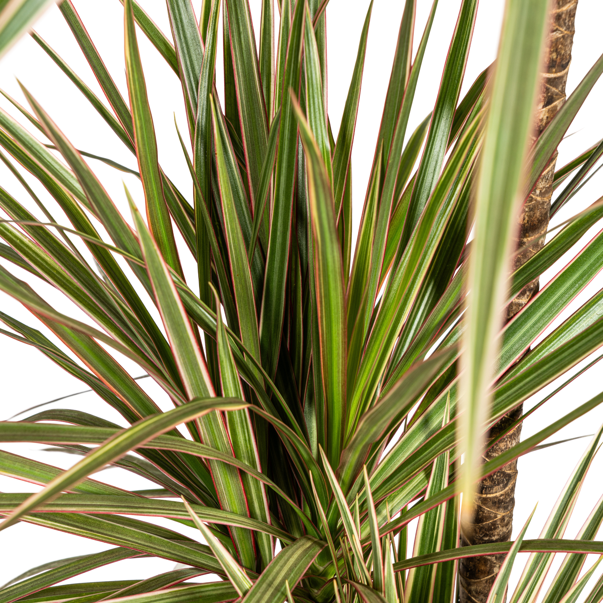 dracaena-marginata-bicolor-bladeren-groen-creme-rood-detail