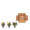 3x Croton Codiaeum mix - 30 cm - ø12 - Plant - plantenmagie