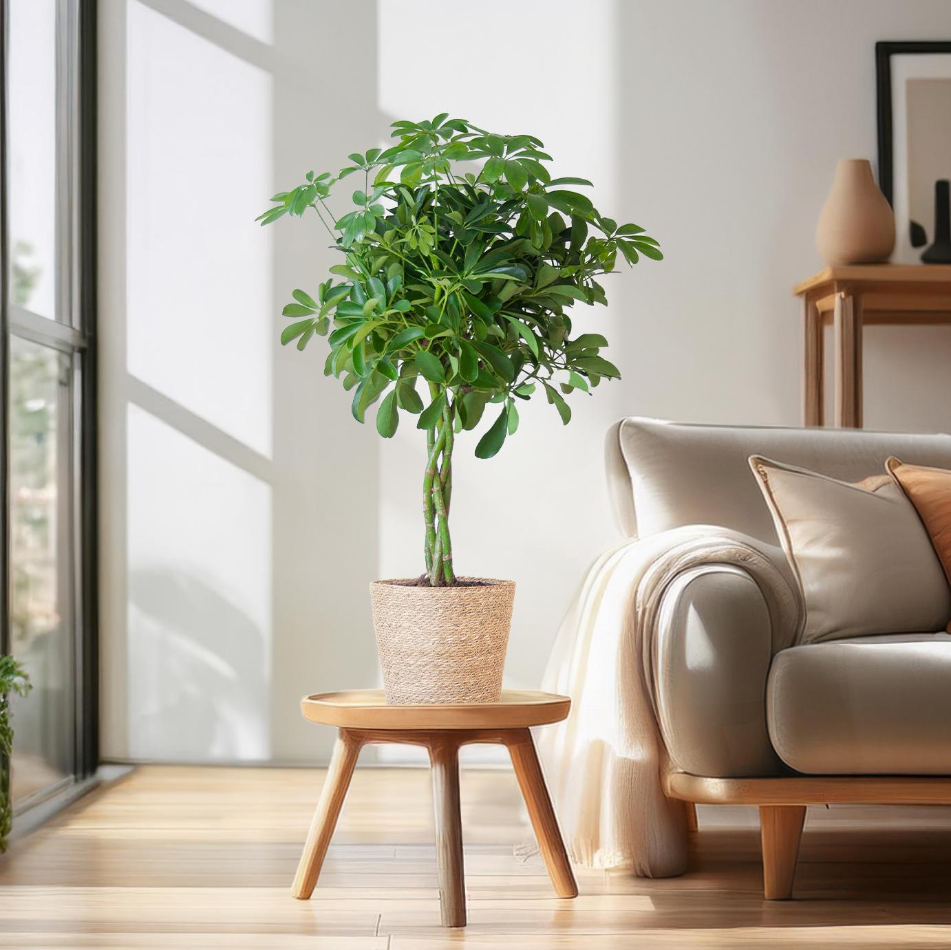 schefflera-arboricola-nora-kamerplant-in-sofia-zeegras-pot