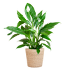 Spathiphyllum Sweet Lauretta Lepelplant met Mand Sofia naturel – 80 cm